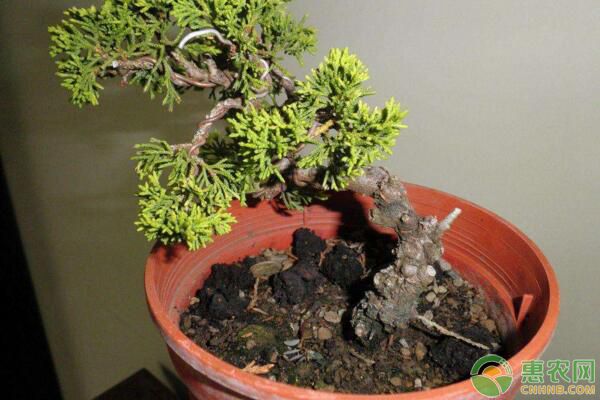 真柏盆景養(yǎng)護(hù)指南及病蟲害防治措施