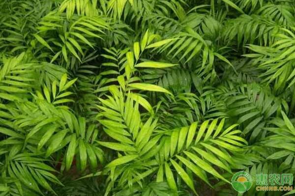 盆景袖珍椰子分株上盆后如何管理？袖珍椰子病蟲害防治