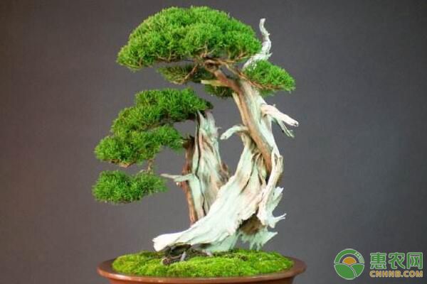 真柏盆景養(yǎng)護(hù)指南及病蟲害防治措施