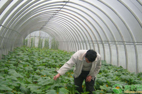 大棚蔬菜防凍措施