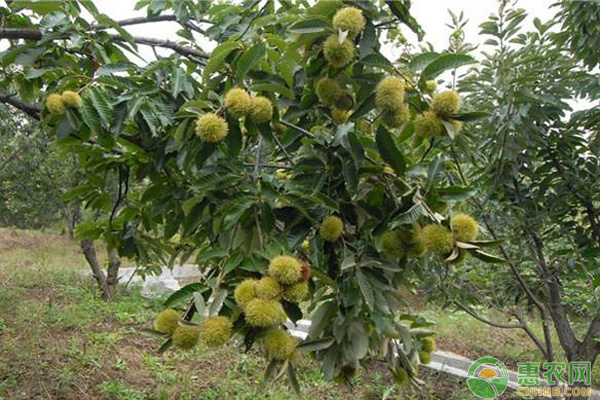 板栗幼樹技術(shù)要點(diǎn)