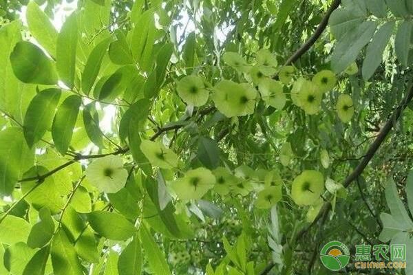 青钱柳嫩枝如何选择正确的生根剂？有哪些技术要点？