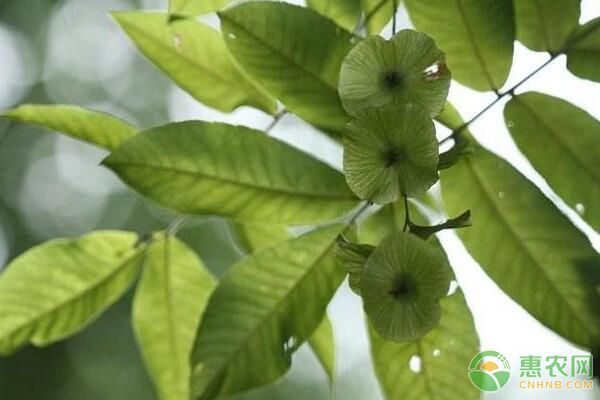 青钱柳嫩枝如何选择正确的生根剂？有哪些技术要点？
