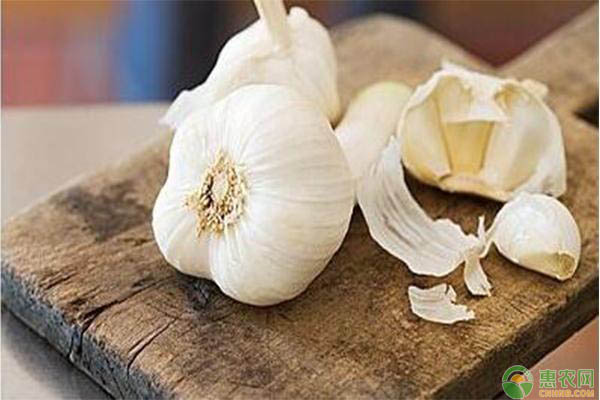 大蒜干尖黃葉防治措施