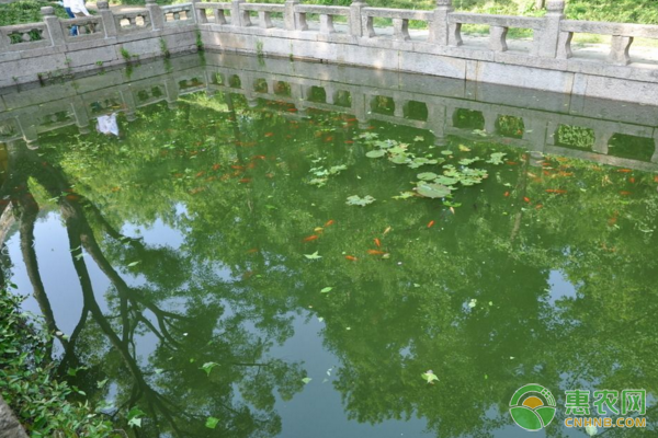 池塘如何保持池水的“活、嫩、爽”？池塘水體調(diào)控技術(shù)