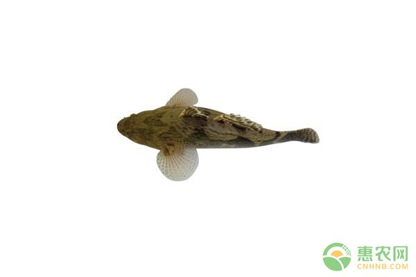 筍殼魚<a href='http://www.iweekee.cn/t/11889.html' class='j-href' target='_blank'><span style='color:#FF8001'>養(yǎng)殖池塘</span></a>條件、種苗選擇、<a href='http://www.iweekee.cn/p/siliao/' class='j-href' target='_blank'><span style='color:#FF8001'>飼料</span></a>改進(jìn)要點(diǎn)講解