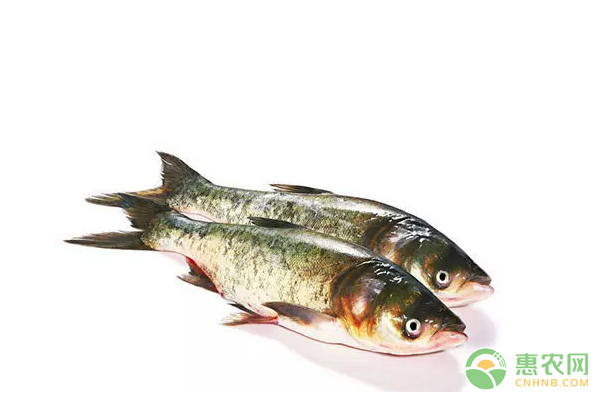 越冬期間魚(yú)種高死亡原因及補(bǔ)救措施