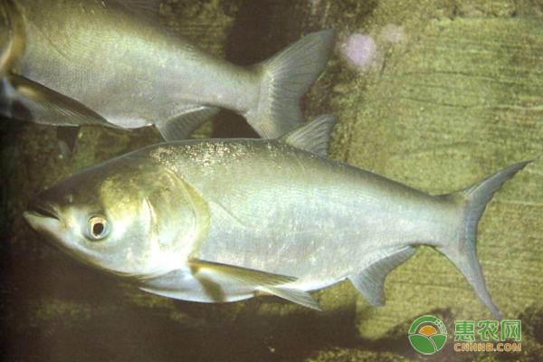 魚養(yǎng)殖常見的四種相似魚病介紹（附診治措施）