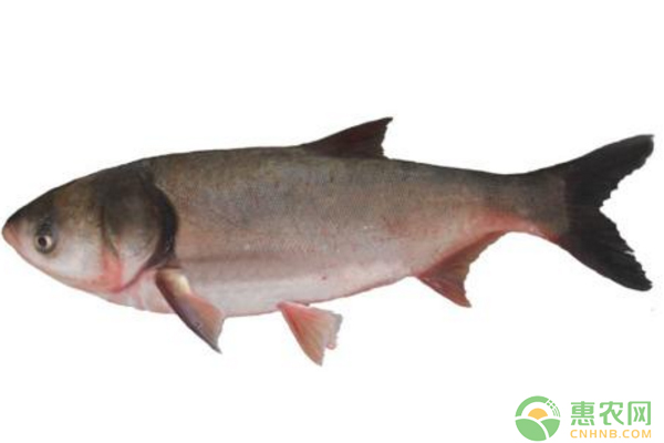 越冬期間魚(yú)種高死亡原因及補(bǔ)救措施