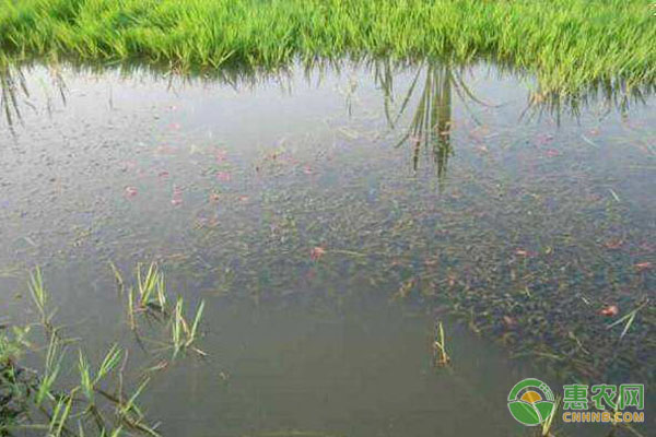 無(wú)為縣小龍蝦稻田高效養(yǎng)殖技術(shù)