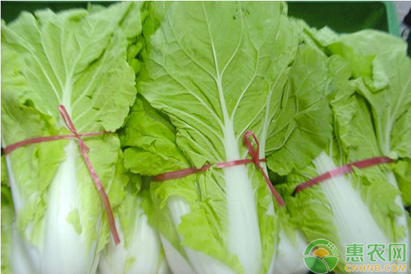 白菜種植條件和栽培方法