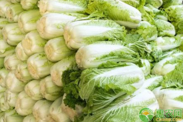 白菜種植條件和栽培方法
