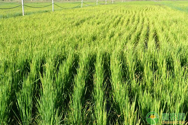 有机稻品种选择、肥料运筹、植保栽培技术要点