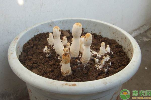 菌類盆栽
