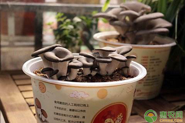 蘑菇盆栽