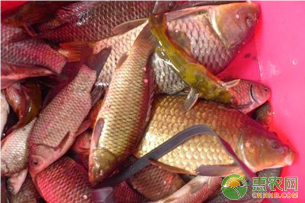 探析野生泉水魚(yú)人工馴養(yǎng)技術(shù)