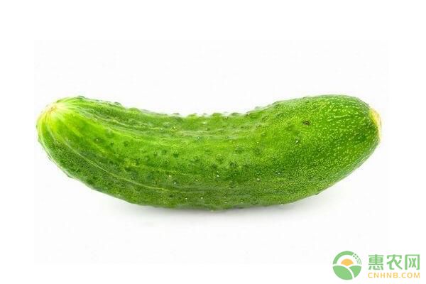 黃瓜、番茄生理病害有哪些？可采取哪些防治措施？
