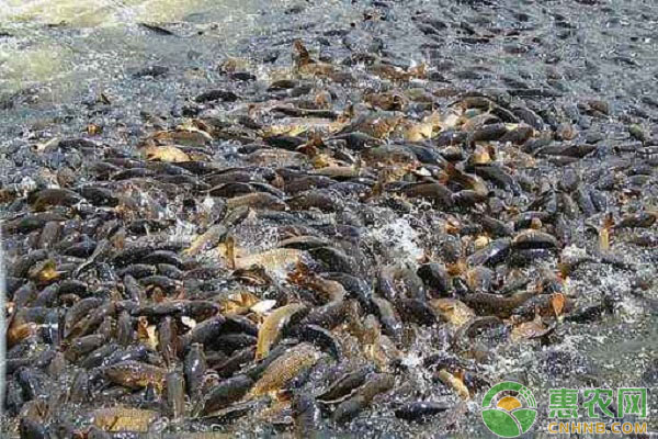 探析野生泉水魚(yú)人工馴養(yǎng)技術(shù)