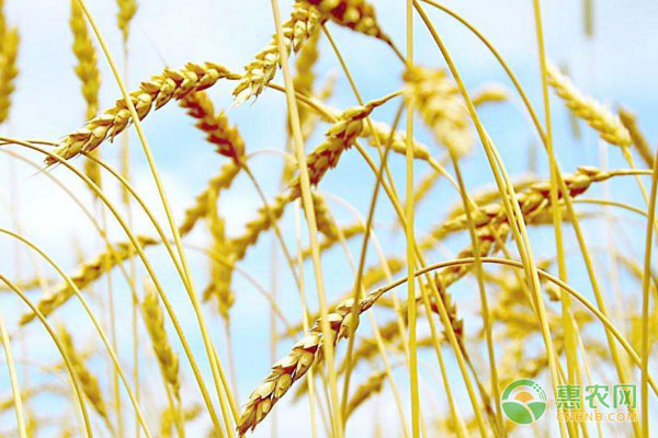 小麥主要分布在哪？主要農(nóng)作物種植收獲時間及小麥分布