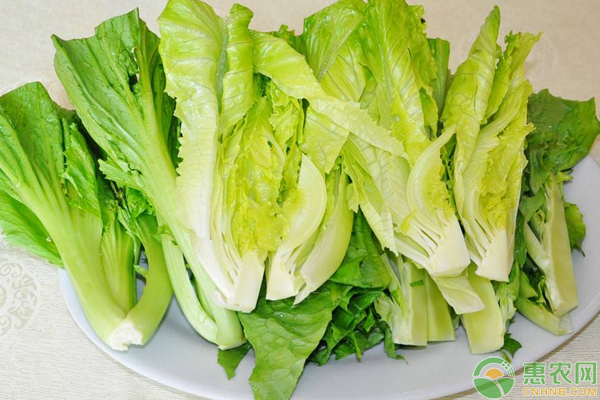 生菜怎么種能高產(chǎn)？需這樣水肥管理及移栽