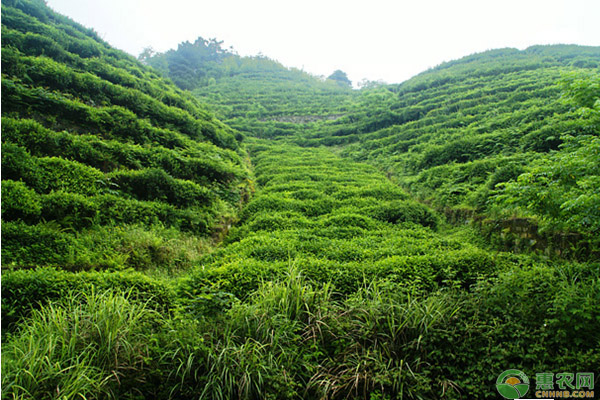 茶树生理特性