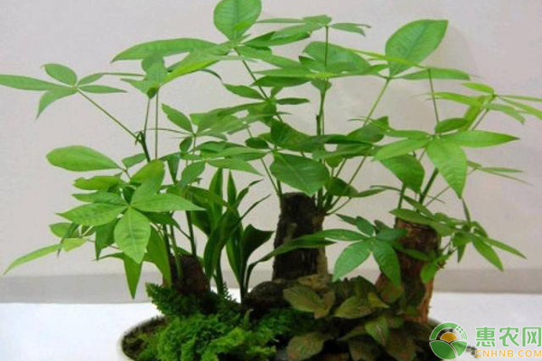 发财树施养护