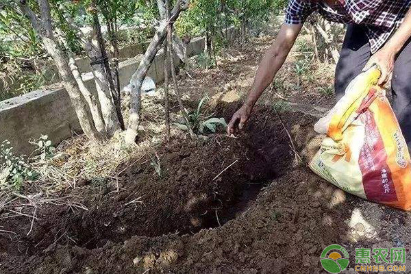 果樹肥害防治方法