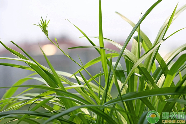 于吊蘭養(yǎng)殖方法及養(yǎng)護(hù)要點(diǎn)