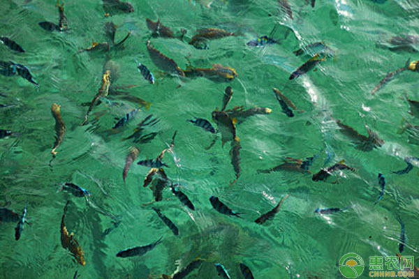 池塘野雜魚清除