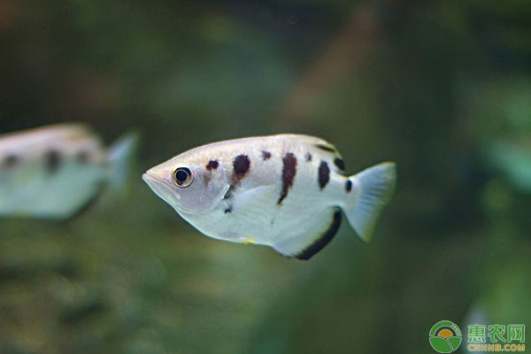 魚類養(yǎng)殖