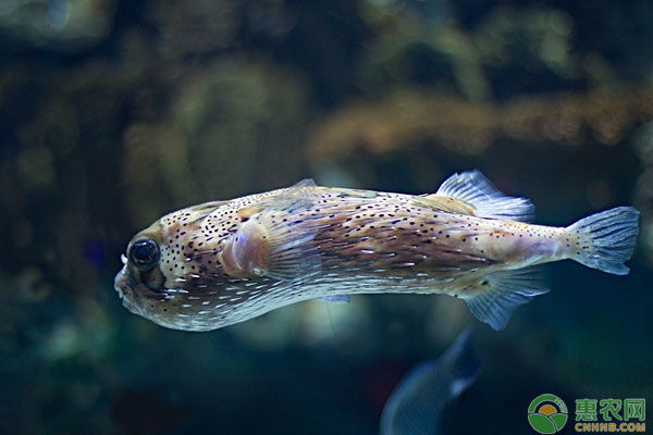 清除池塘野雜魚的方法