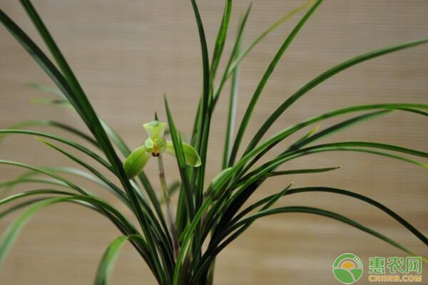 浙江省盆栽蘭花莖腐病病原鑒定及綜合防治措施