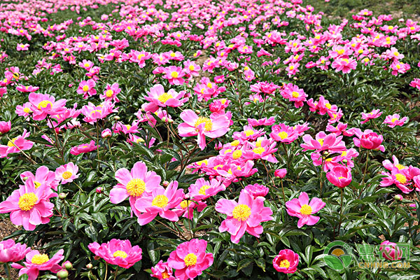 <a href='http://www.indianredcrossassam.org/t/47686.html' class='j-href' target='_blank'><span style='color:#FF8001'>芍藥種植</span></a>技術(shù)