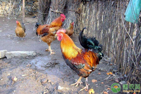 土雞養(yǎng)殖注意要點(diǎn)