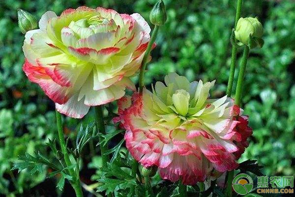 芹葉牡丹的養(yǎng)殖方法