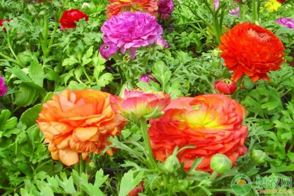 芹葉牡丹的養(yǎng)殖方法