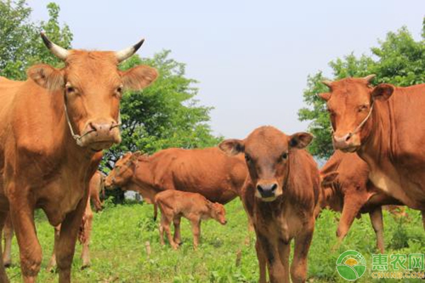 牛肉銷售市場對肉牛育肥時間的影響及表現(xiàn)