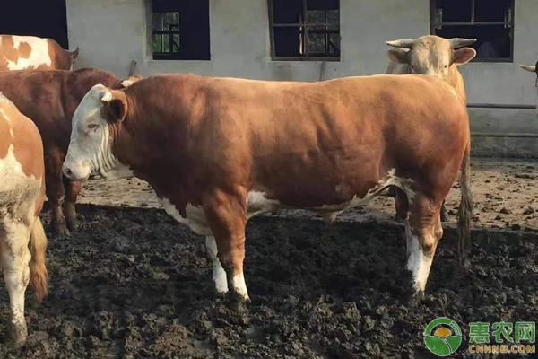 牛肉銷售市場對肉牛育肥時間的影響及表現(xiàn)