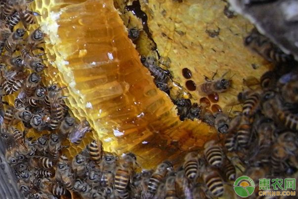 蜜蜂弱蜂變強(qiáng)蜂方法