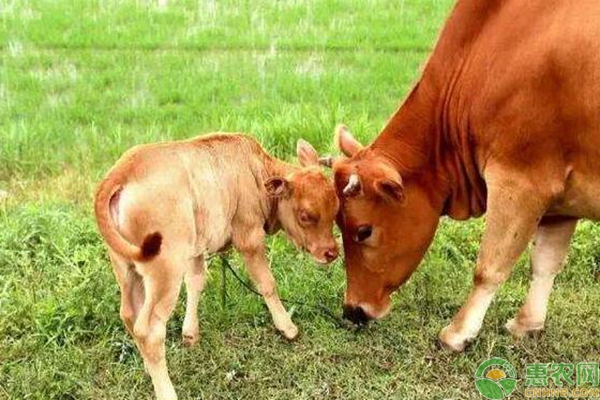 牛肉銷售市場對肉牛育肥時間的影響及表現(xiàn)