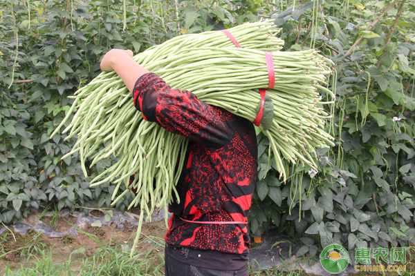 豆角高产种植技术，结的都摘不完