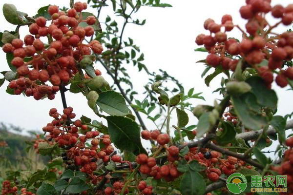 花椒種植技術(shù)要點