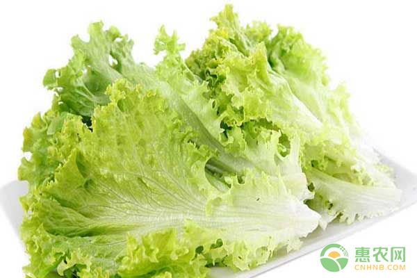生菜種植技術(shù)
