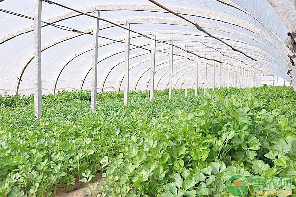 香菜栽培方法及田間管理要點(diǎn)