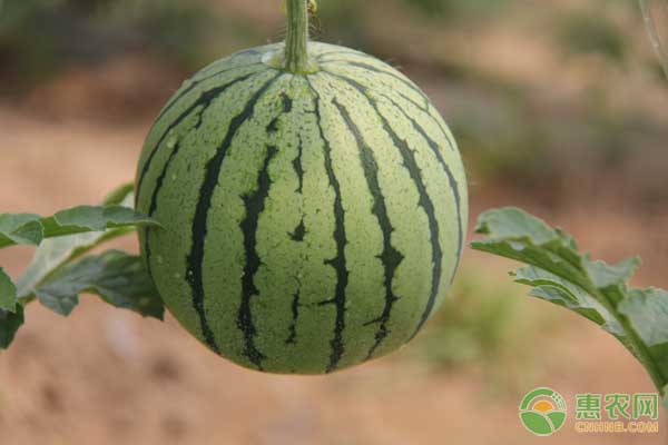 西瓜在什么土壤種植才甜