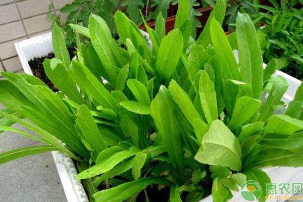 盆栽蔬菜的種植條件和種植方法