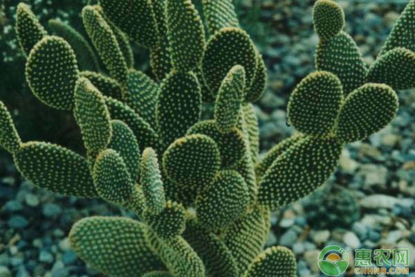 食用仙人掌的生長習(xí)性及種植方法