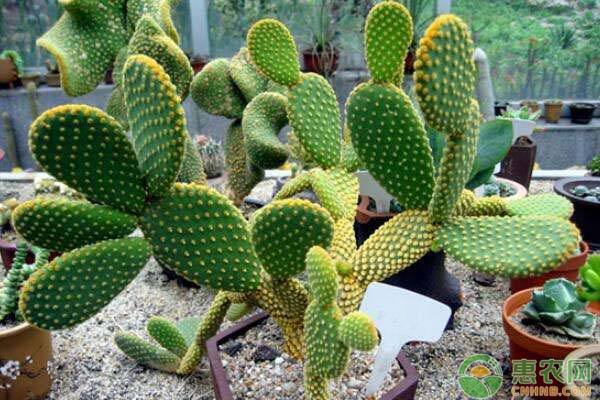 食用仙人掌的生長習(xí)性及種植方法