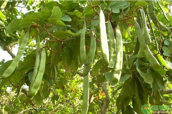 豆角高產(chǎn)種植方法