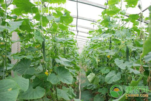 注意這四點防止蔬菜旺長